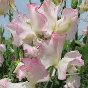 Ærteblomst "Spencer Frolic" , Lathyrus odoratus